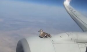 Viral Seekor Bebek Duduk Anteng di Sayap Pesawat yang Sedang Terbang