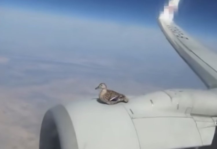 Viral Seekor Bebek Duduk Anteng di Sayap Pesawat yang Sedang Terbang