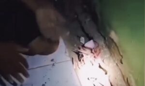uang senilai Rp22 juta yang diduga dibawa lari oleh seekor tikus (lambeturah.co.id)