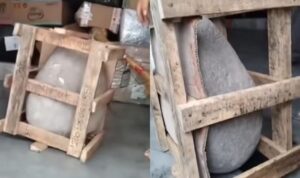 Kurir Syok Harus Antar Paket Berisi Batu Besar (Lambeturah.co.id)