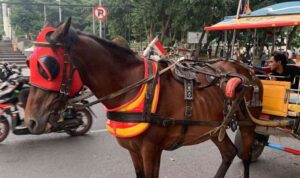 Wisatawan Kaget Tarif Delman di Bandung Tembus 600 Ribu (Lambeturah.co.id)