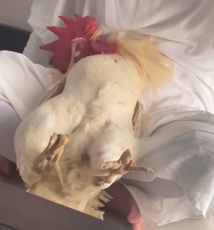 Aksi Gemas Pemilik Ayam Jago yang Ditidurkan Seperti Bayi Bikin Netizen Meleleh (lambeturah.co.id)