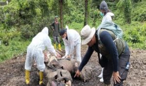 Bangkai Gajah Sumatera Ditemukan di Langkat, TNGL Masih Selidiki Penyebab Kematian