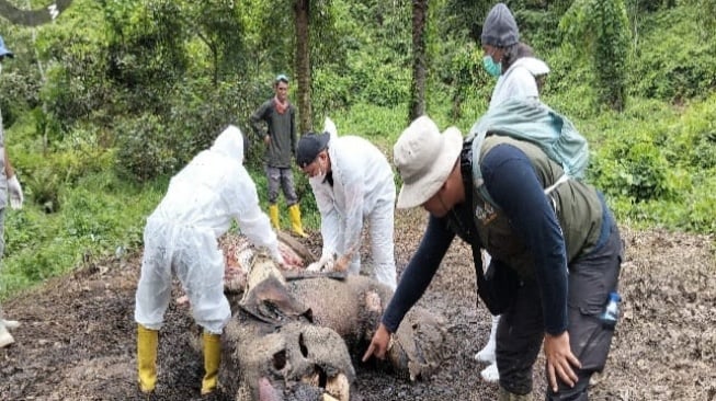 Bangkai Gajah Sumatera Ditemukan di Langkat, TNGL Masih Selidiki Penyebab Kematian