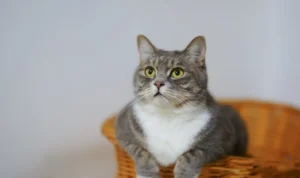 Fakta Unik dan Hebatnya Indra Kucing yang Jarang Disadari