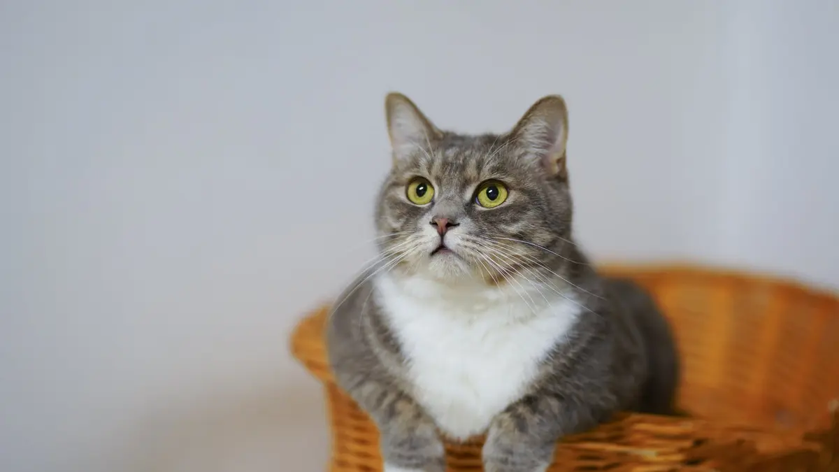Fakta Unik dan Hebatnya Indra Kucing yang Jarang Disadari