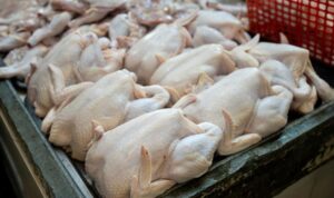 Harga Daging Ayam Broiler Turun Drastis di Sumut, Kini Di Bawah HET