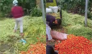 Harga Sayur Anjlok Setelah Lebaran, Petani di Bengkulu Buang Hasil Panen ke Jalanan
