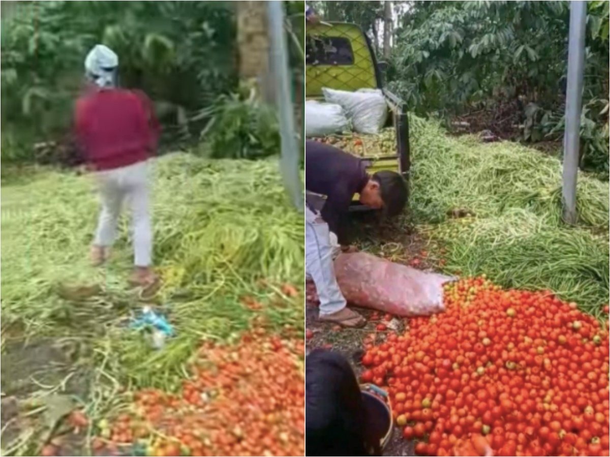 Harga Sayur Anjlok Setelah Lebaran, Petani di Bengkulu Buang Hasil Panen ke Jalanan