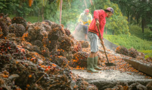 Harga TBS Sawit di Sumut Turun Jadi Rp 3.597 per Kg