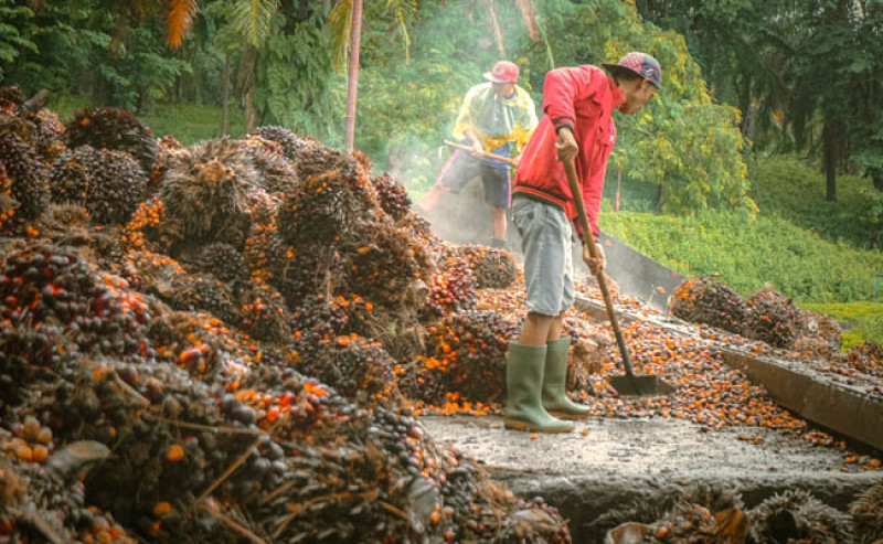 Harga TBS Sawit di Sumut Turun Jadi Rp 3.597 per Kg