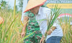 Wali Kota Padangsidimpuan Letnan Dalimunthe saat mengikuti Panen Raya serentak di Desa Singali Kecamatan Padangsidimpuan Hutaimbaru, Senin (7/4-25). Foto : BP/Ist