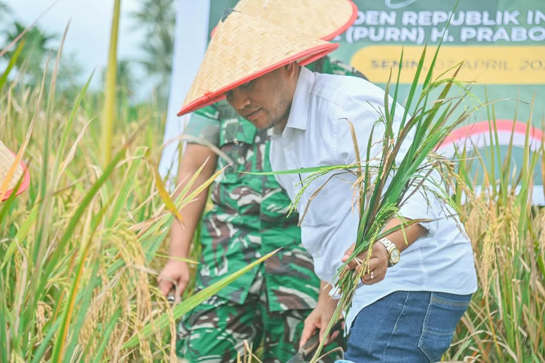 Wali Kota Padangsidimpuan Letnan Dalimunthe saat mengikuti Panen Raya serentak di Desa Singali Kecamatan Padangsidimpuan Hutaimbaru, Senin (7/4-25). Foto : BP/Ist