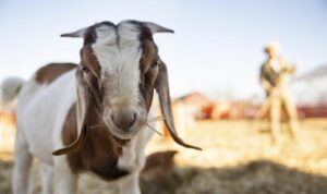 Syarat Hewan Aqiqah dan Qurban Sesuai Syariat Islam