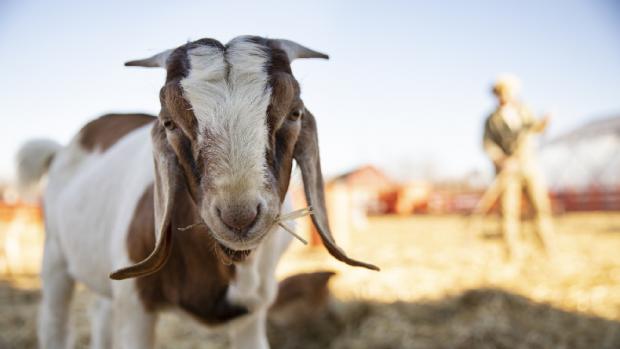 Syarat Hewan Aqiqah dan Qurban Sesuai Syariat Islam