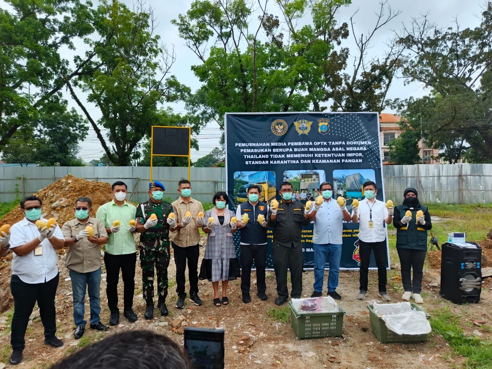 Mangga yang dimusnahkan Polda Sumut dan tim gabungan.(Istimewa).