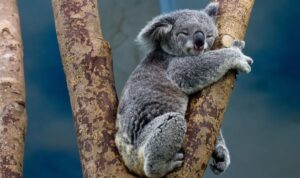 Inilah 5 Hewan yang Tidur Paling Lama, Siapa Saja?