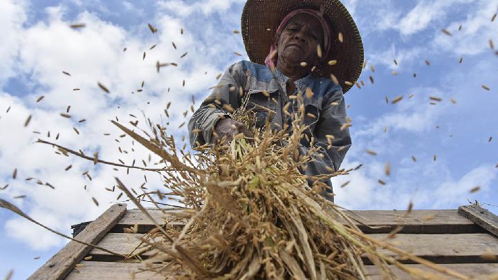 Panen raya (Kompas.com)