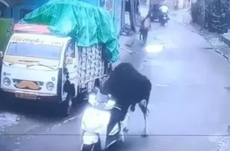 kamera CCTV menangkap momen lucu seekor sapi yang tampak berusaha menaiki skutik (lambeturah.co.id)
