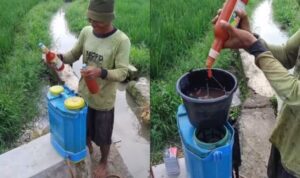 Petani di Pemalang Semprot Hama Padi Pakai Saus Sambal Botolan (lambeturah.co.id)