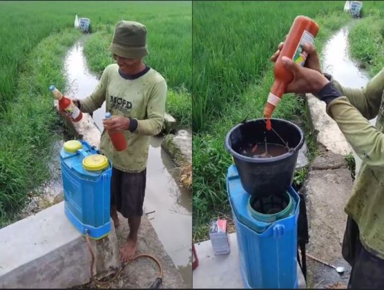 Petani di Pemalang Semprot Hama Padi Pakai Saus Sambal Botolan (lambeturah.co.id)
