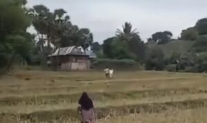 pasangan suami istri di jeniponto dikejar oleh mertuanya sendiri (lambeturah.co.id)