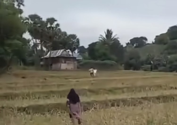 pasangan suami istri di jeniponto dikejar oleh mertuanya sendiri (lambeturah.co.id)