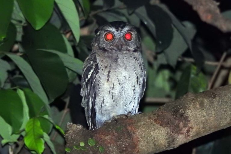 5 Hewan Mistis Indonesia yang Sarat Mitos, Ini Fakta Aslinya!