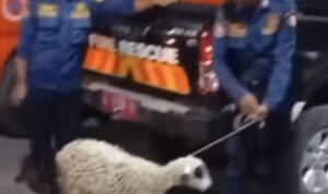 petugas Pemadam kebakaran (Damkar) mendapatkan laporan ada kambing warga yang hilang (lambeturah.co.id)