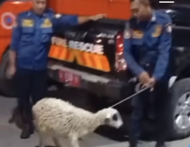 petugas Pemadam kebakaran (Damkar) mendapatkan laporan ada kambing warga yang hilang (lambeturah.co.id)