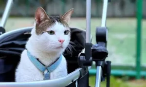 Bobby Kertanegara, Kucing Prabowo Curi Perhatian dengan Lelang Baju Seharga Rp12 Juta!