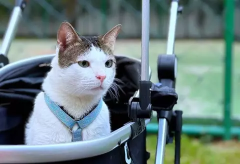 Bobby Kertanegara, Kucing Prabowo Curi Perhatian dengan Lelang Baju Seharga Rp12 Juta!