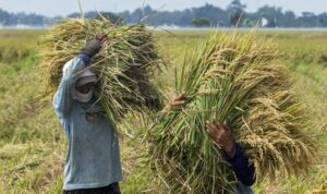 Bulog Sumut Targetkan Penyerapan 33.674 Ton Gabah Petani Akhir Mei
