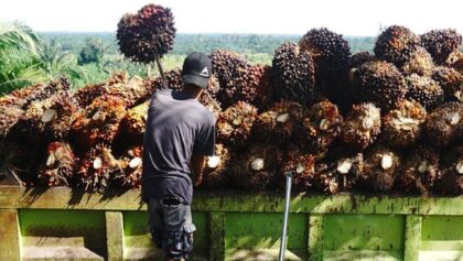 Harga TBS Sawit Sumut Pekan Ini Merosot, Cek Angkanya!