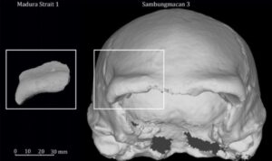 Ilmuwan Temukan Fosil Homo Erectus di Selat Madura, Usia Capai 140 Ribu Tahun