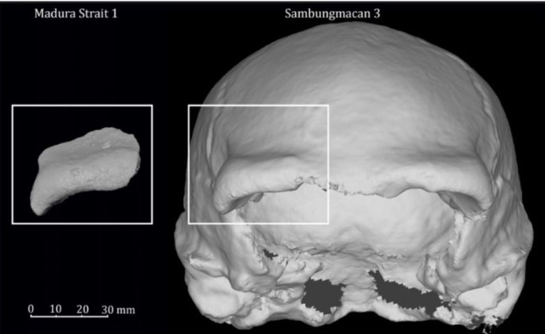 Ilmuwan Temukan Fosil Homo Erectus di Selat Madura, Usia Capai 140 Ribu Tahun
