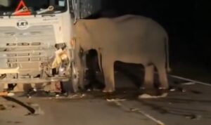 Video Viral Gajah Liar Ratapi Anaknya yang Tewas Tertabrak Truk, Publik Tersentuh