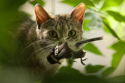 Jangan Marah Dulu! Begini Makna Kucing Membawa Hewan Mati ke Rumah