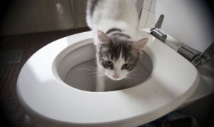 Kebiasaan Unik Kucing Minum Air WC, Ini Penjelasannya!