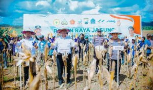 Pemerintah Alokasikan Rp 5 Triliun untuk Serap Jagung Petani