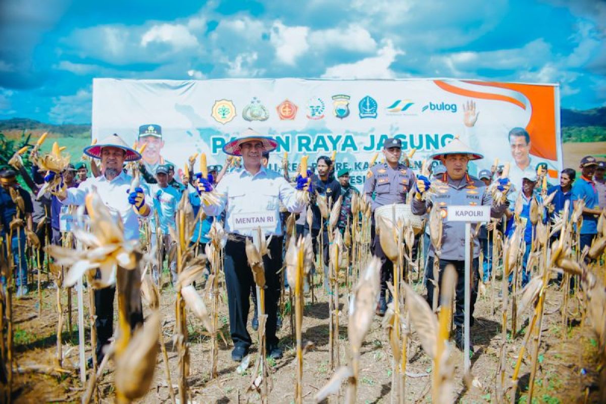 Pemerintah Alokasikan Rp 5 Triliun untuk Serap Jagung Petani
