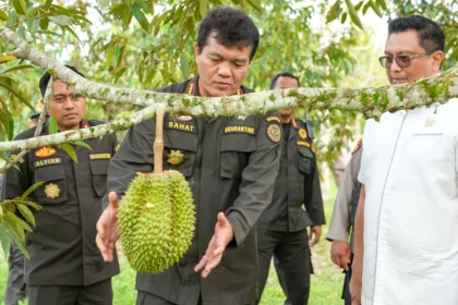 Protokol Ekspor Durian Beku Disepakati, China Percaya Produk Indonesia