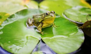 Sistem Pernapasan Hewan Paling Unik , Katak Hingga Walrus Punya Cara Sendiri!
