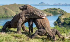 Tak Hanya Komodo, Ini Deretan Kadal Terbesar di Asia yang Mengejutkan