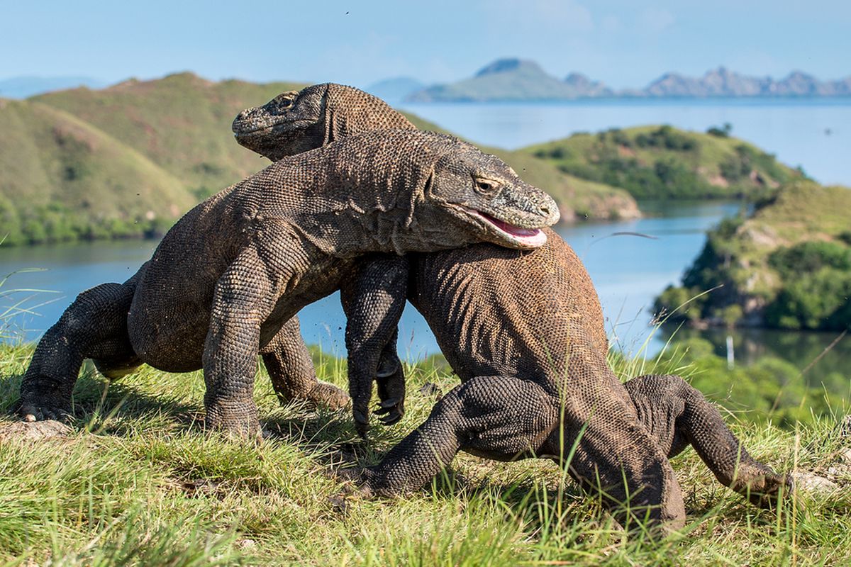 Tak Hanya Komodo, Ini Deretan Kadal Terbesar di Asia yang Mengejutkan