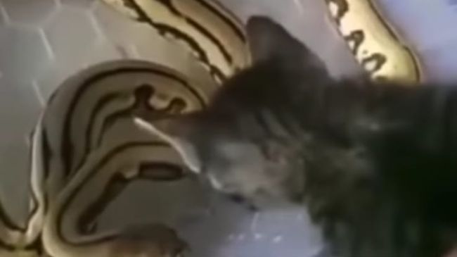 Pria di Gresik Beri Makan Ular dengan Kucing Hidup Demi Konten, Kini Ditangkap Polisi