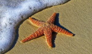 Tanpa Otak Tapi Tetap Hidup, Ini Dia Hewan-Hewan Paling Unik di Laut