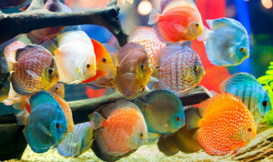 Ternyata Ikan Tidur Juga, Ini Cara Unik Mereka Istirahat di Dalam Air