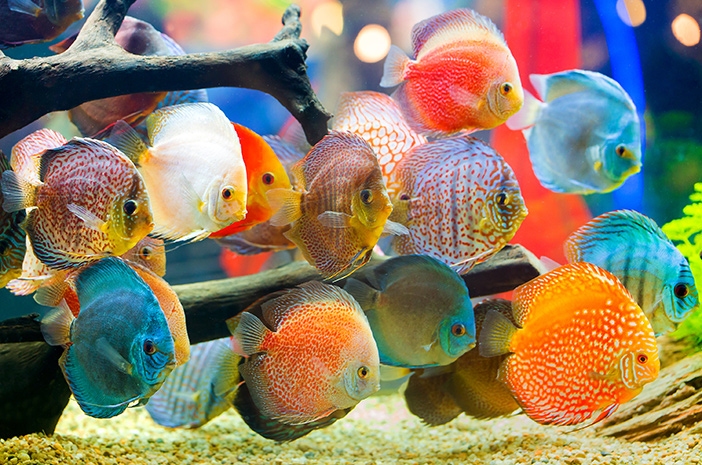 Ternyata Ikan Tidur Juga, Ini Cara Unik Mereka Istirahat di Dalam Air