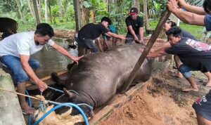 Turbo, Sapi Pesanan Presiden Prabowo di Polewali Mandar Mendadak Mati